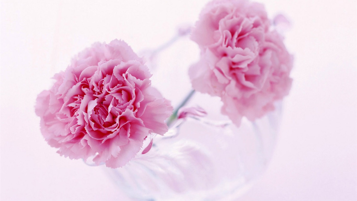 Mother's Day of the carnation wallpaper albums #33 - 1366x768