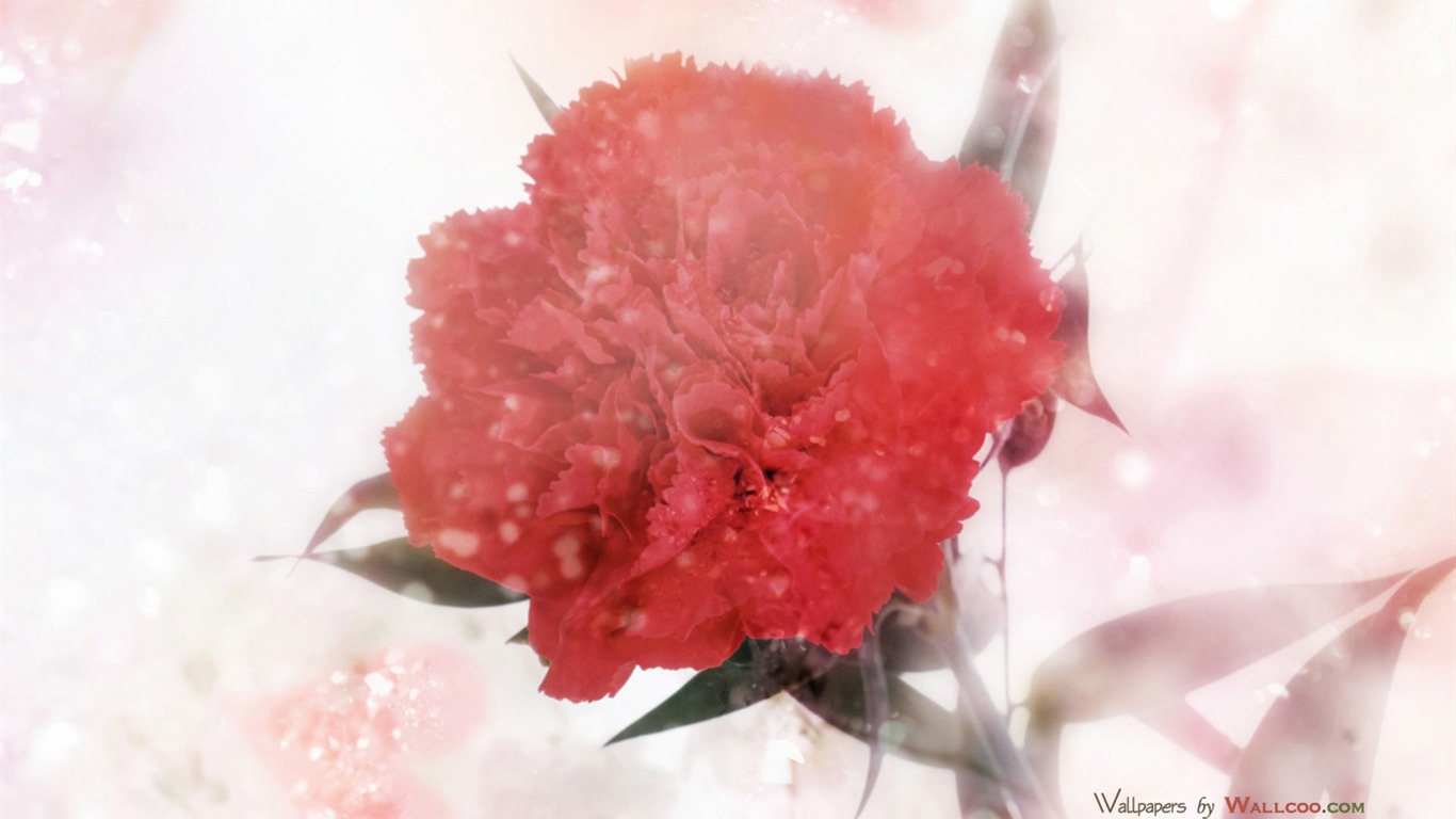 Mother's Day of the carnation wallpaper albums #41 - 1366x768