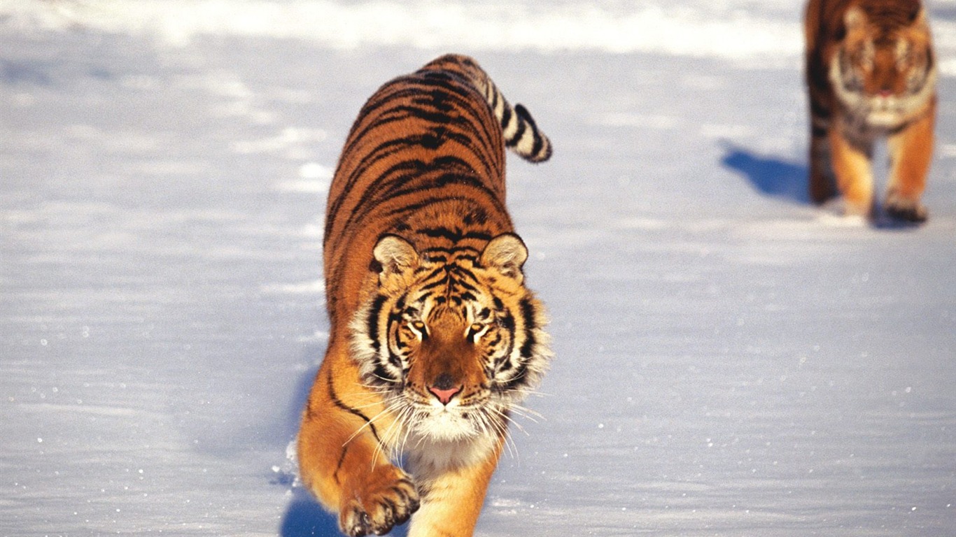 Tiger Foto tapety (2) #3 - 1366x768