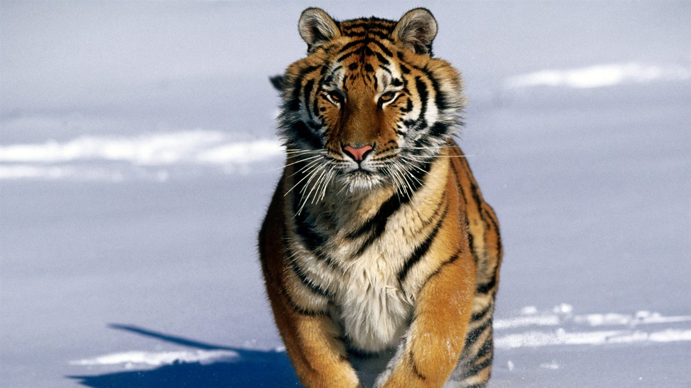 Tiger Foto tapety (2) #5 - 1366x768