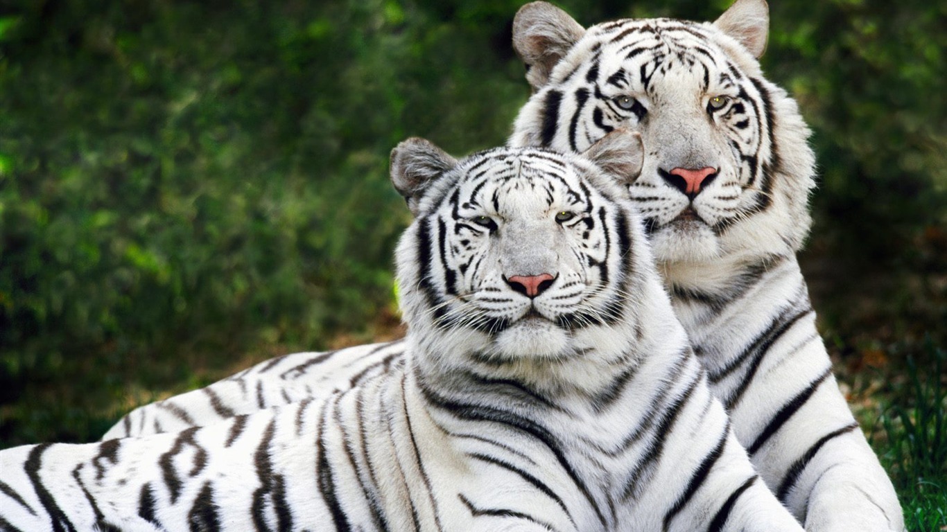 Tiger Photo Wallpaper (2) #6 - 1366x768