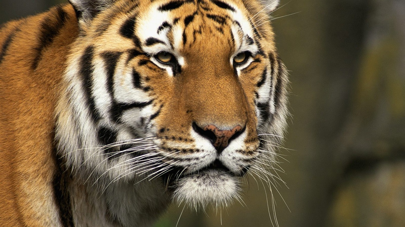 Tiger Photo Wallpaper (2) #9 - 1366x768