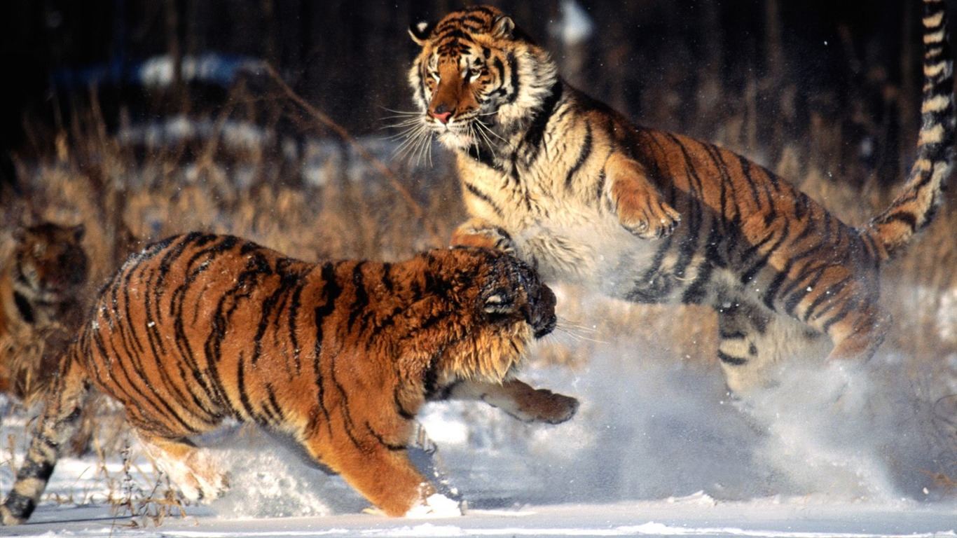 Tiger Foto tapety (2) #12 - 1366x768