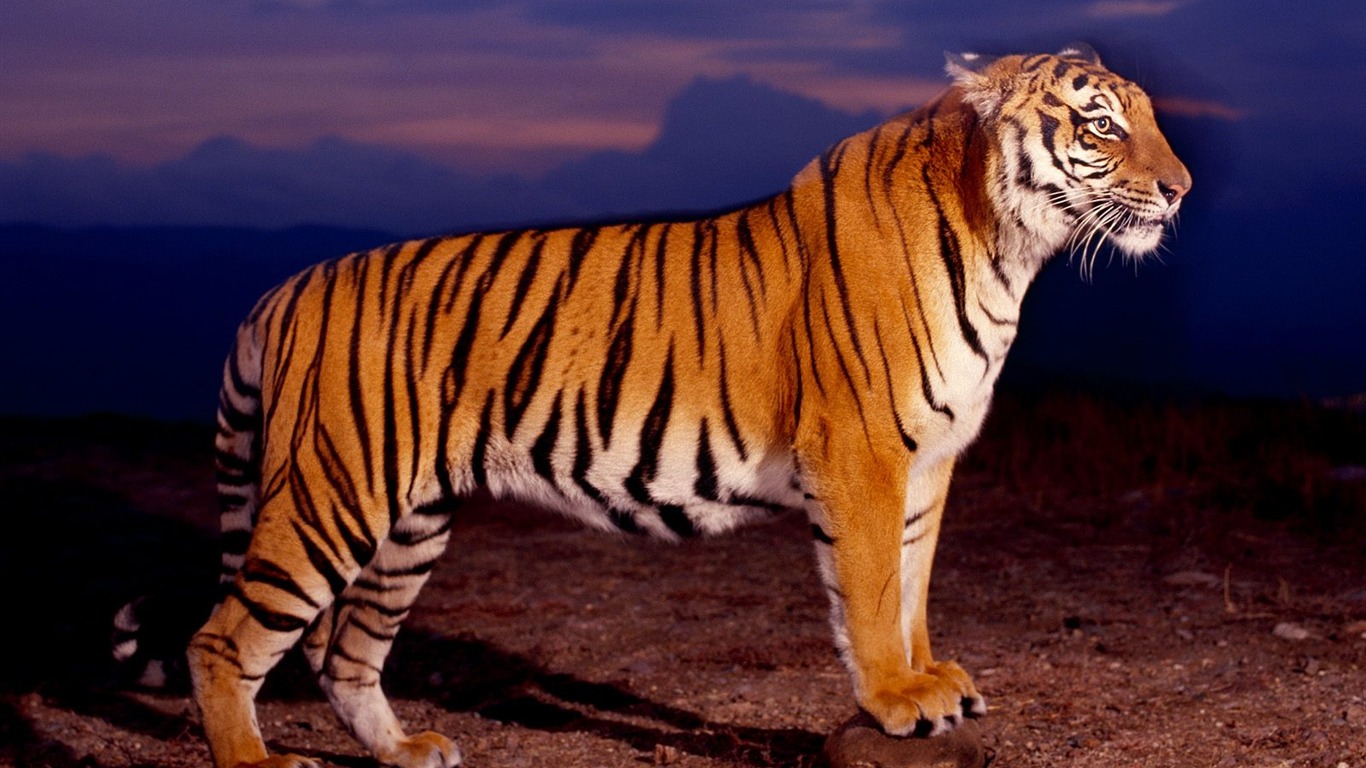 Tiger Foto tapety (2) #16 - 1366x768