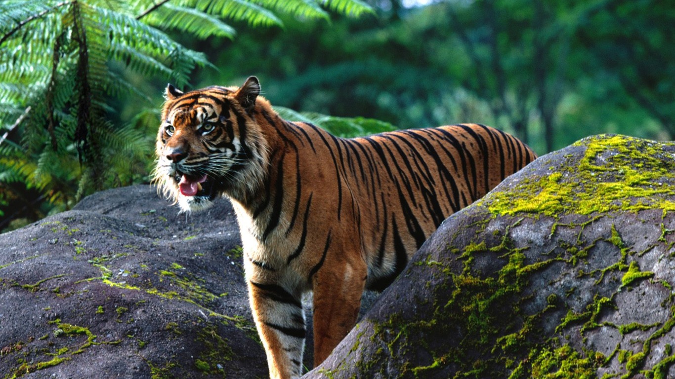 Tiger Foto tapety (2) #18 - 1366x768