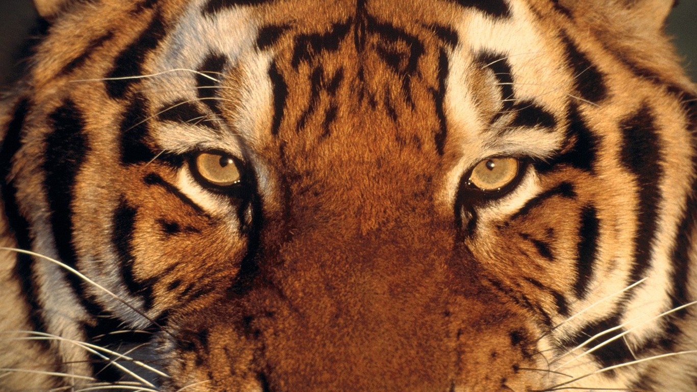 Tiger Foto tapety (2) #19 - 1366x768
