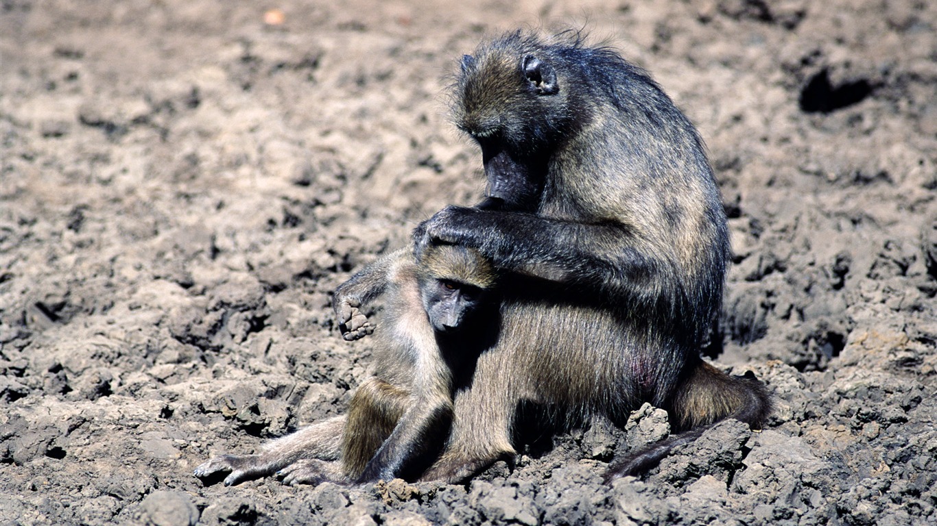 Animal Widescreen Wallpapers Collection (2) #14 - 1366x768