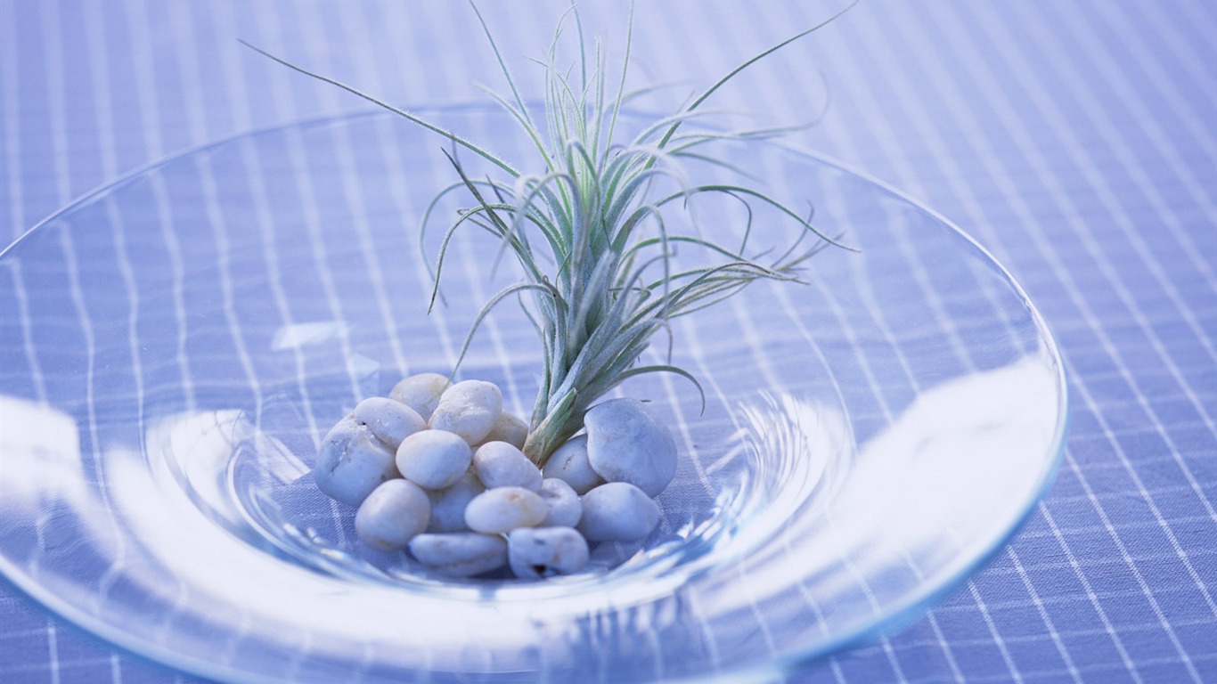 Vnitřní Still Life Wallpaper Album (5) #10 - 1366x768