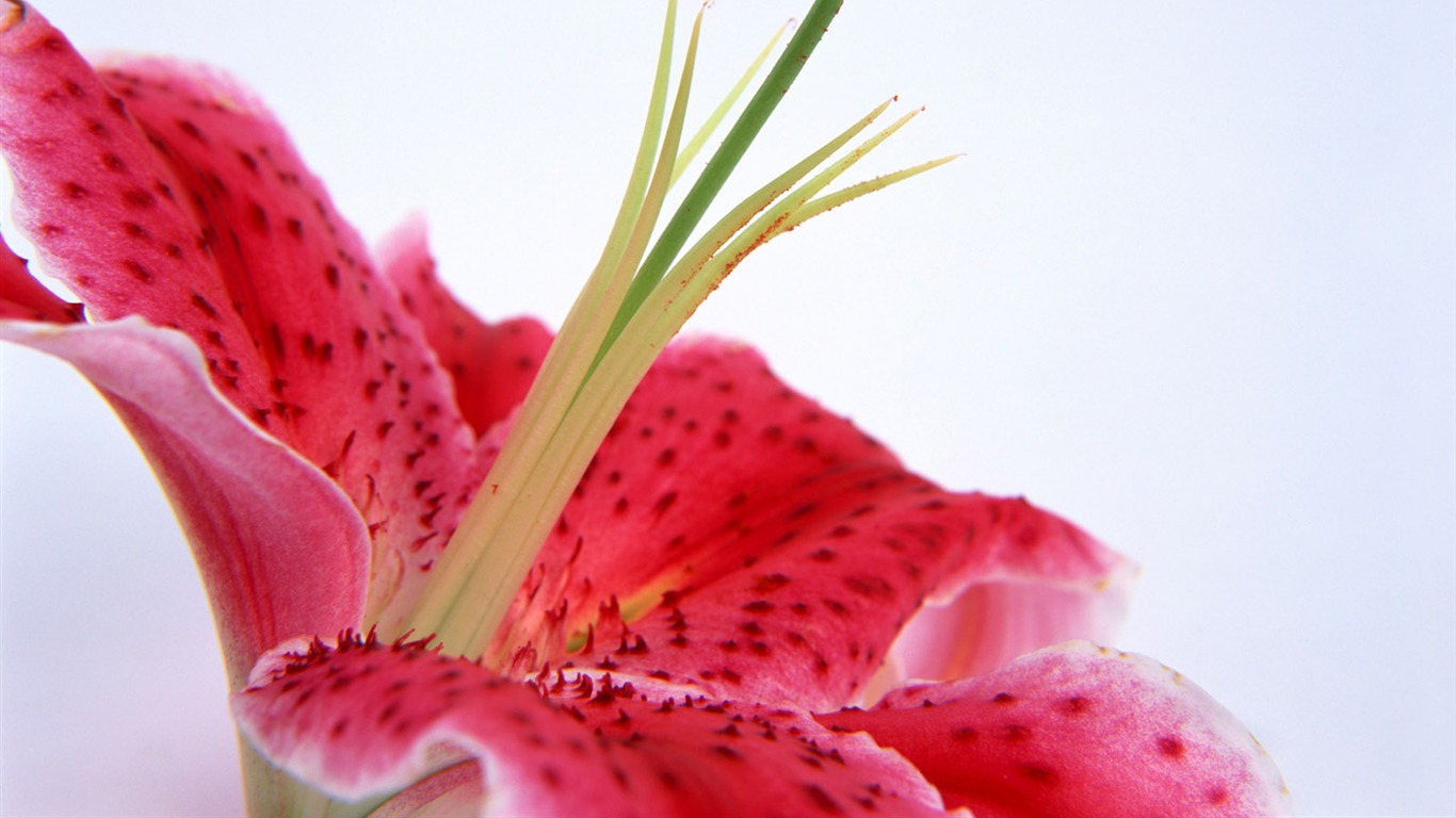 鮮花特寫(15) #2 - 1366x768