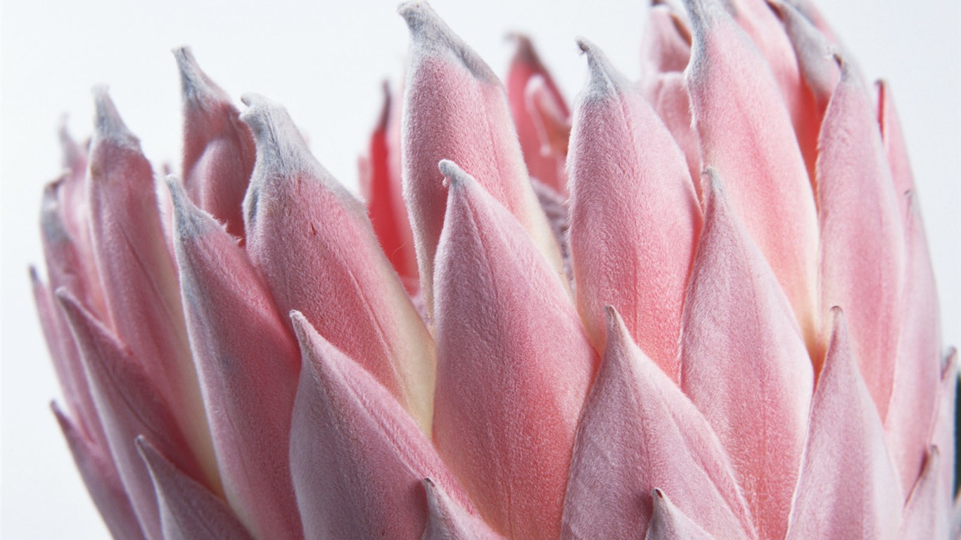 鮮花特寫(15) #5 - 1366x768