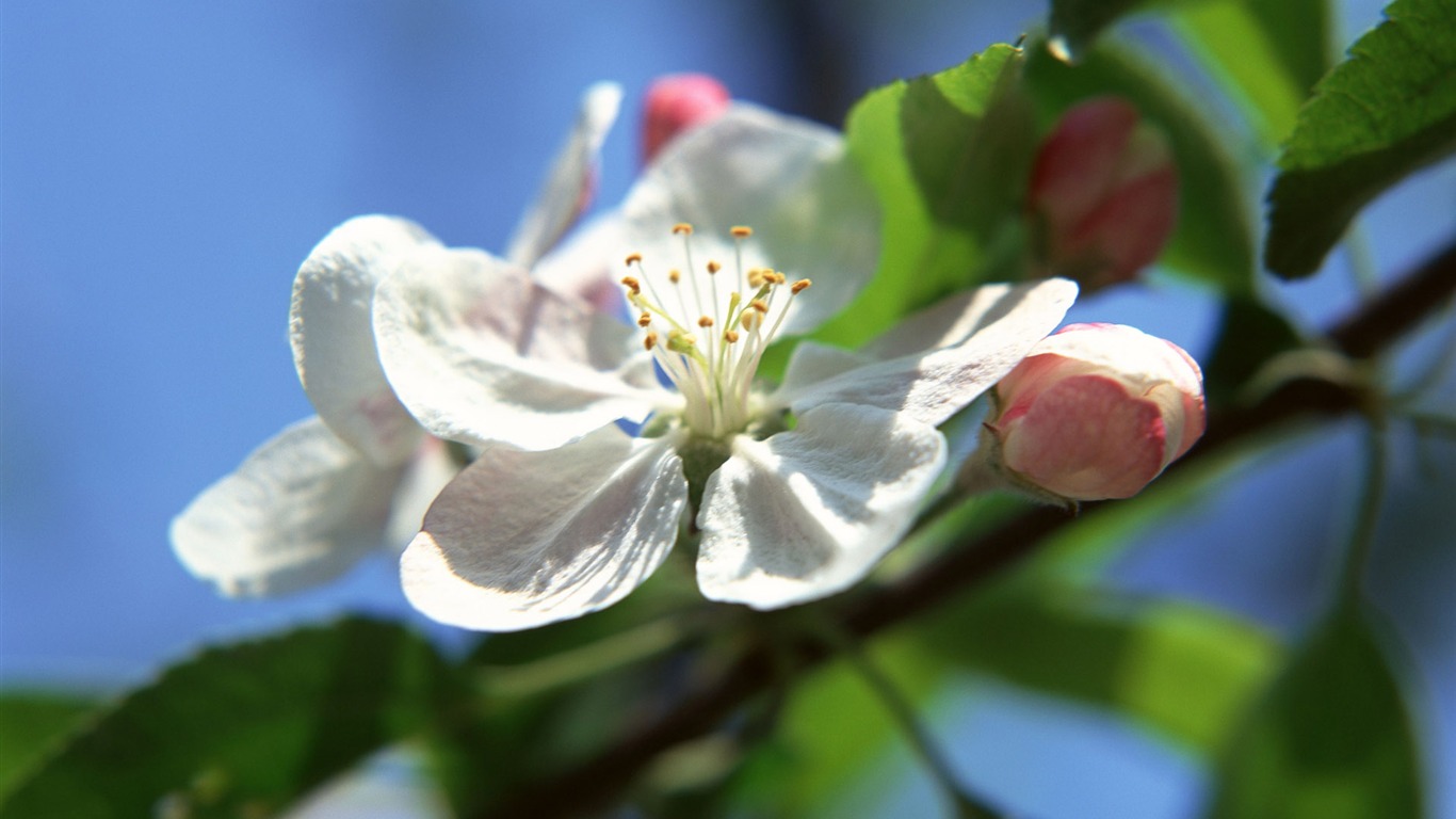 Flowers close-up (16) #1 - 1366x768