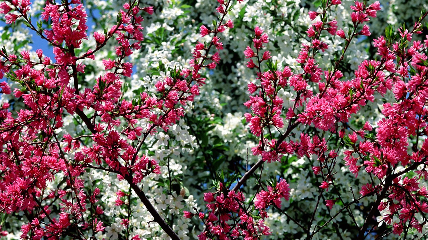 Flowers close-up (16) #2 - 1366x768