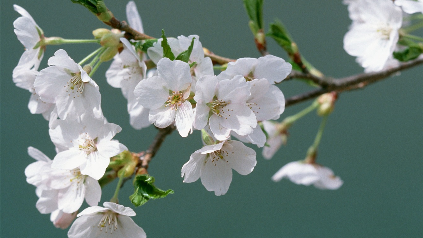 Flowers close-up (16) #5 - 1366x768