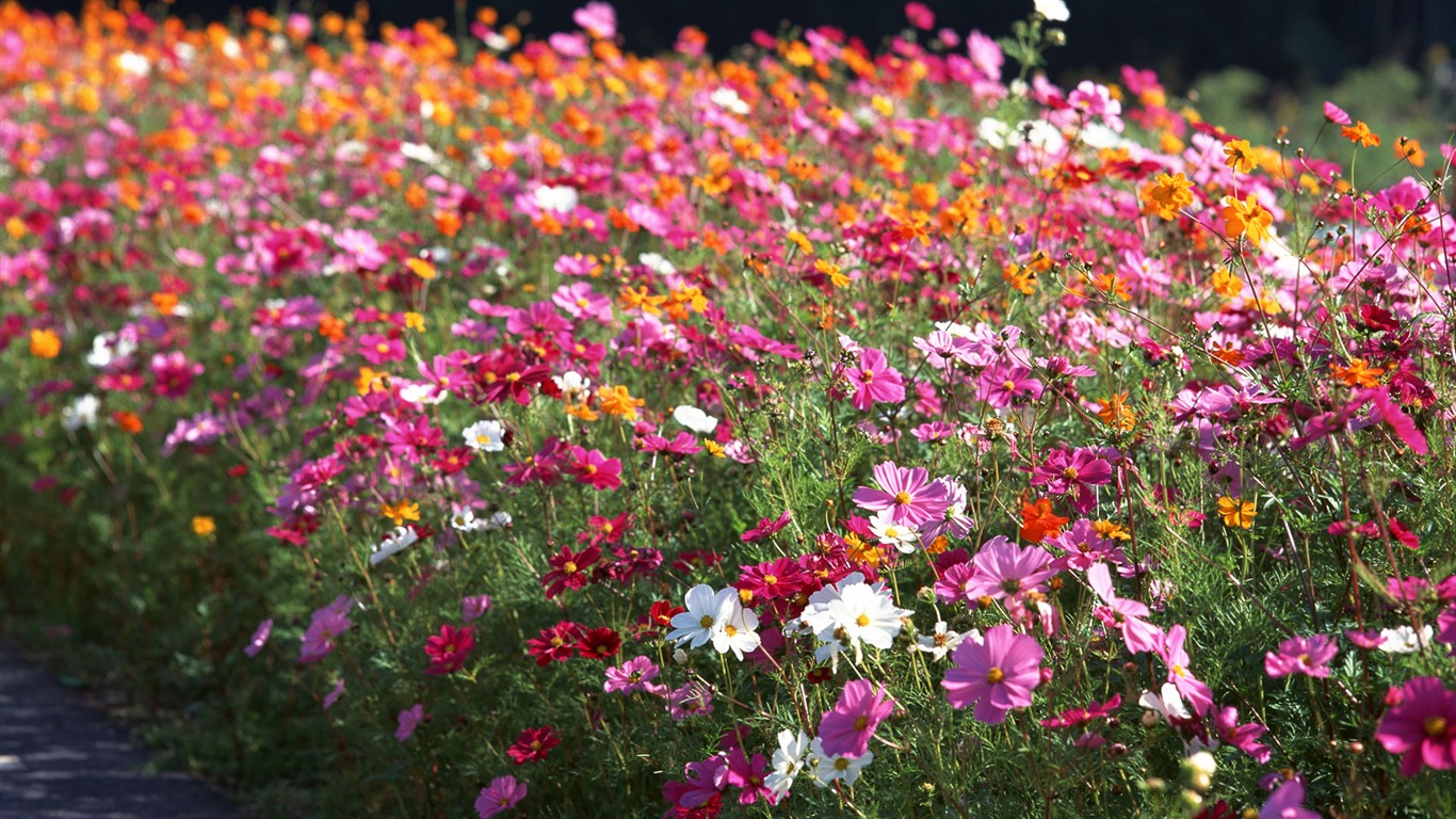 Flowers close-up (16) #7 - 1366x768