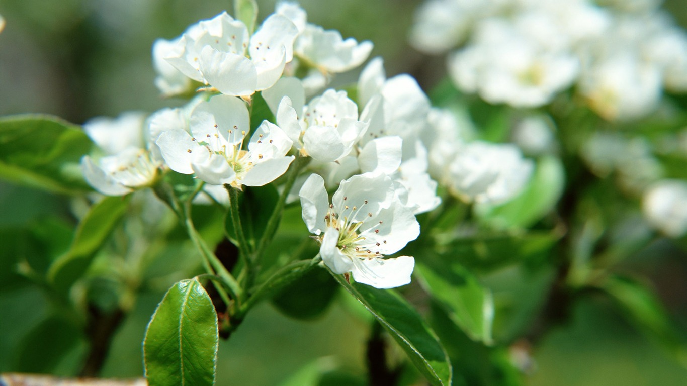 Flowers close-up (16) #8 - 1366x768