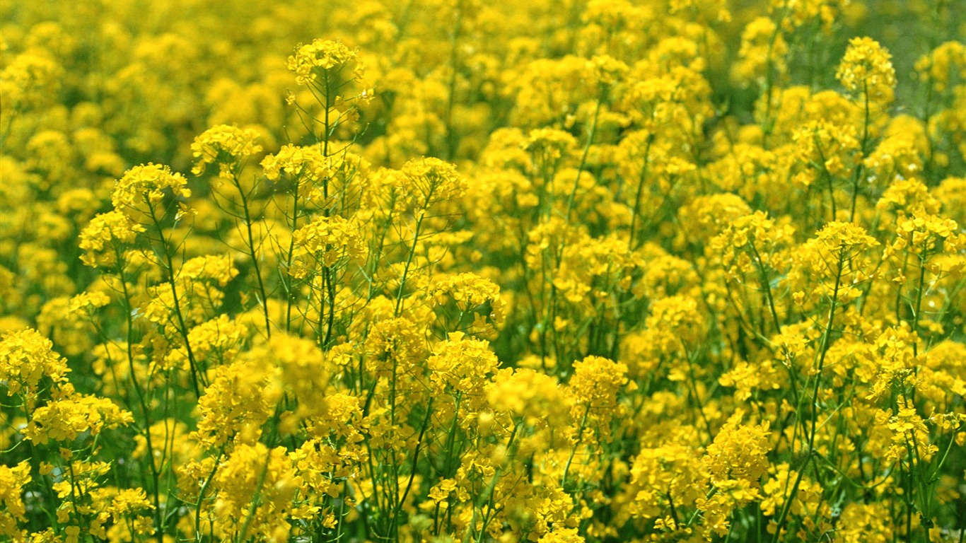 Flowers close-up (16) #10 - 1366x768