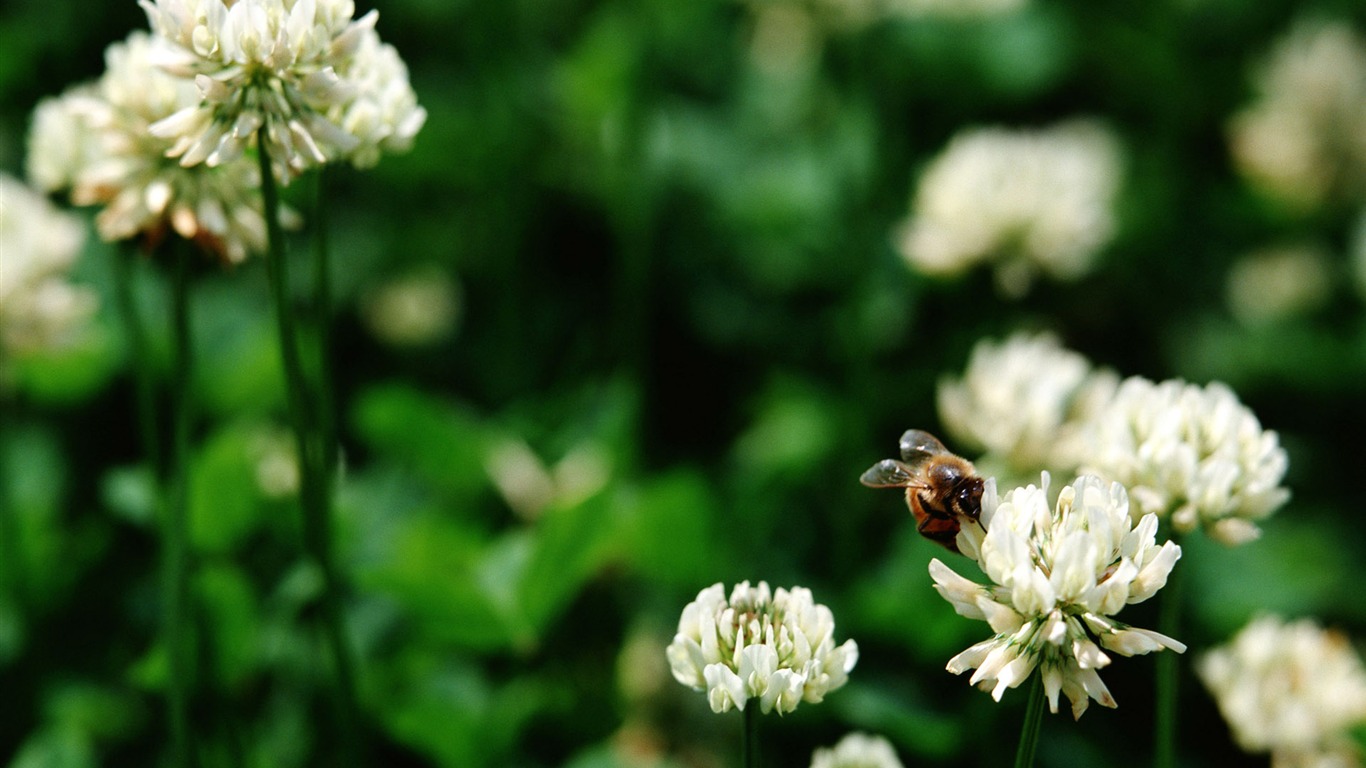 Flowers close-up (16) #11 - 1366x768