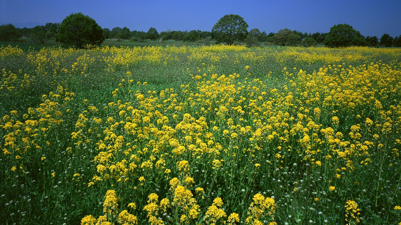 Fleurs en gros plan (16) #16 - 1366x768