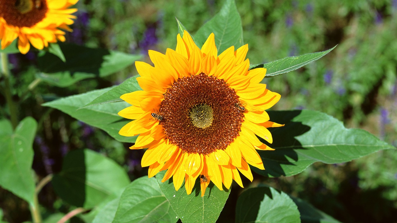 Flowers close-up (16) #18 - 1366x768