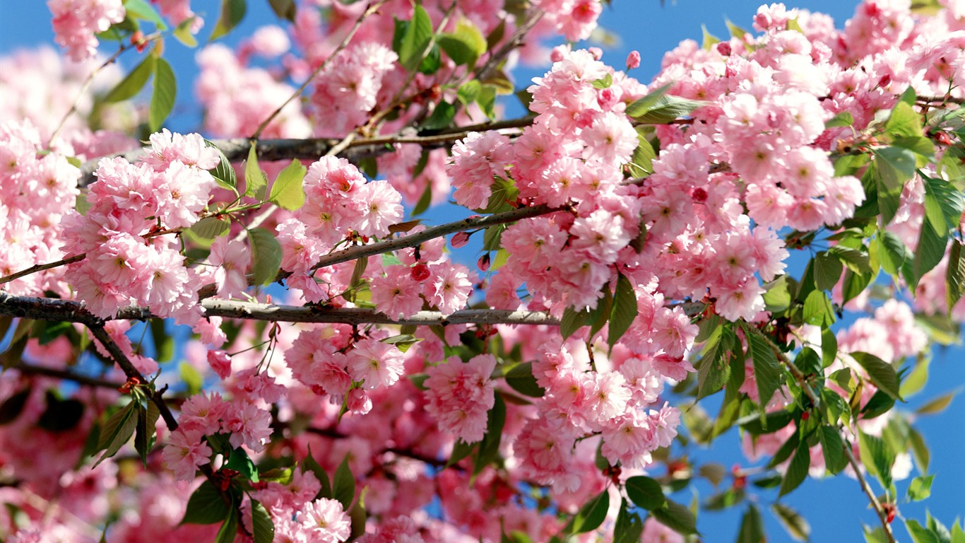 Flowers close-up (16) #19 - 1366x768