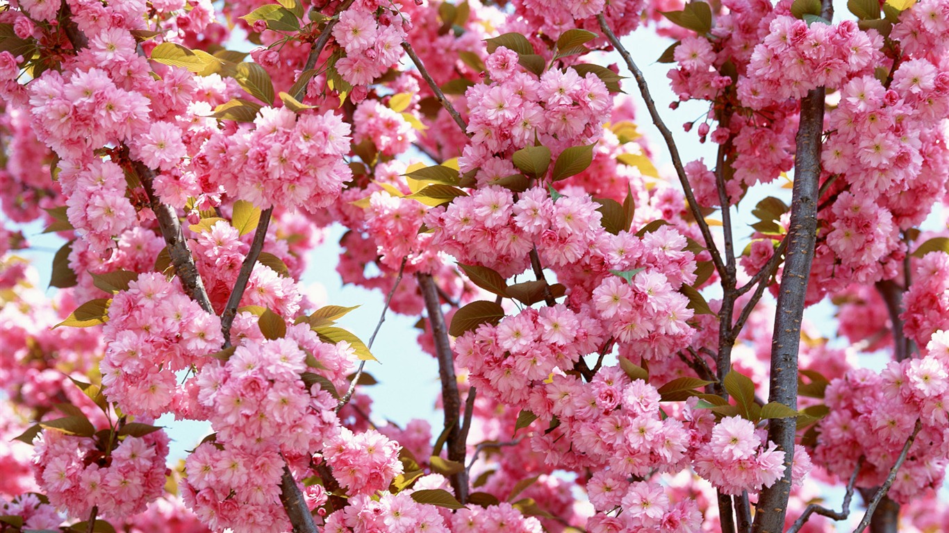 Flowers close-up (16) #20 - 1366x768