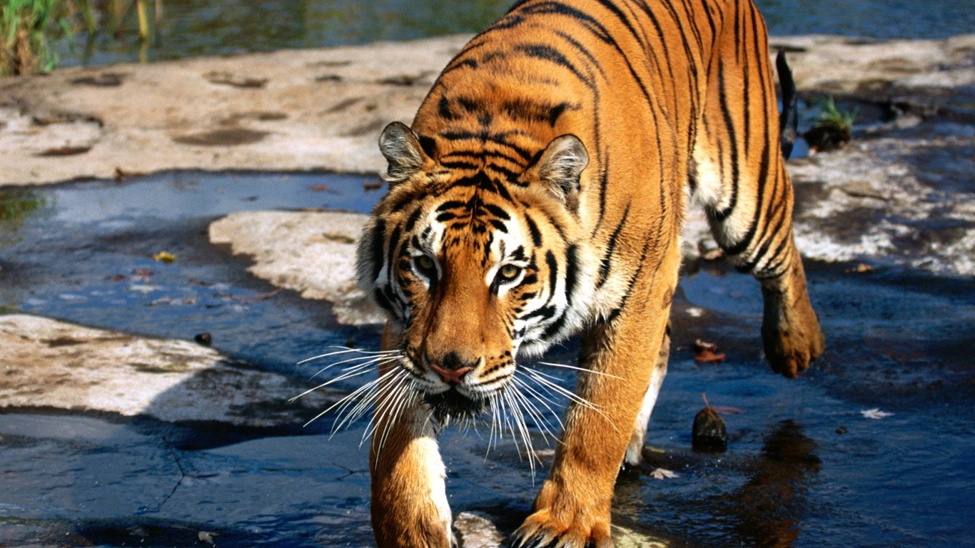 Tiger Foto tapety (3) #2 - 1366x768