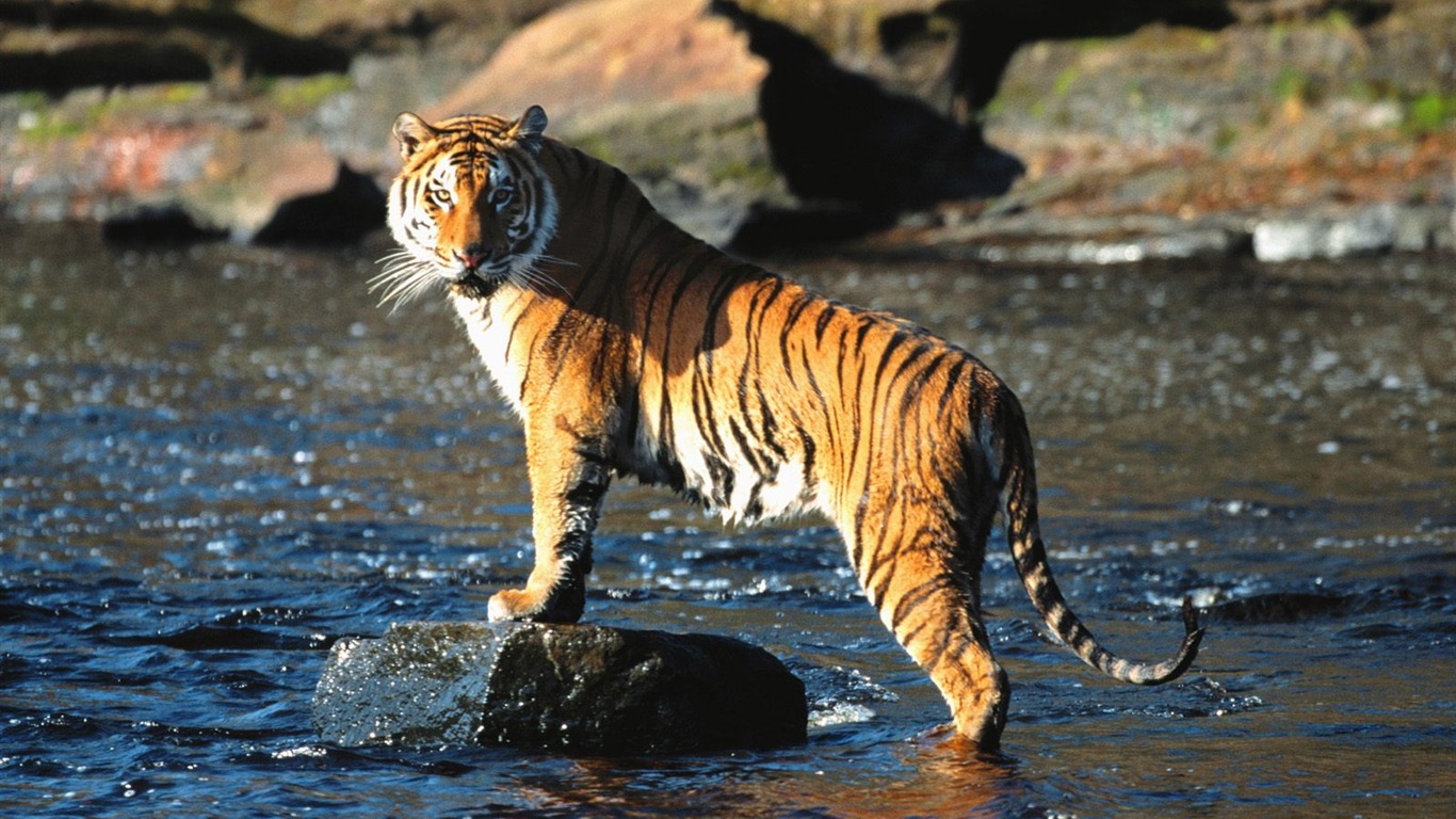 Tiger Foto tapety (3) #4 - 1366x768