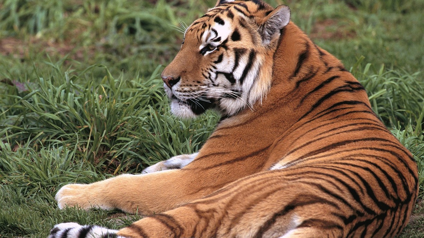 Tiger Foto tapety (3) #7 - 1366x768