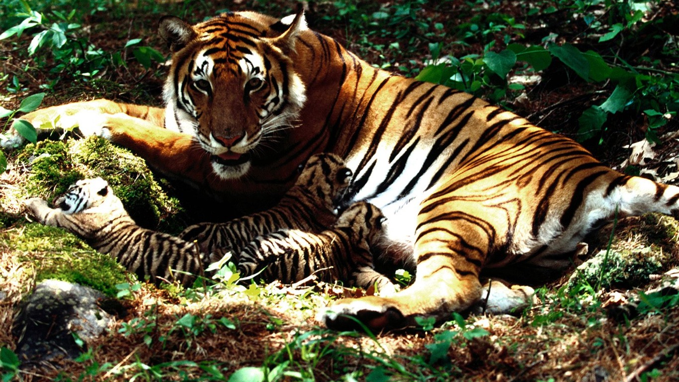 Tiger Foto tapety (3) #8 - 1366x768