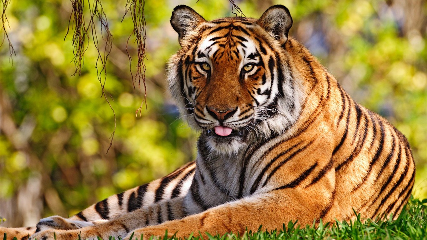 Foto Wallpaper Tigre (3) #10 - 1366x768