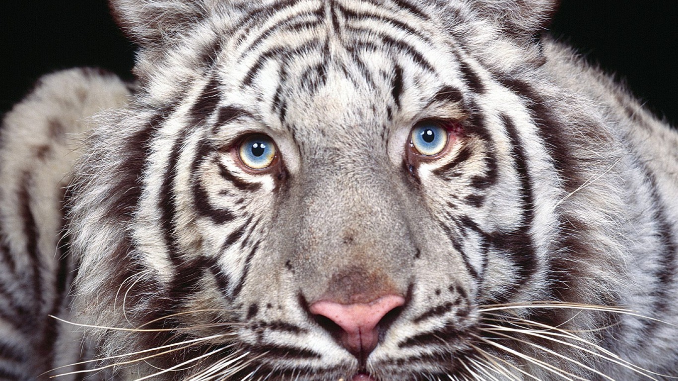 Tiger Foto tapety (3) #12 - 1366x768