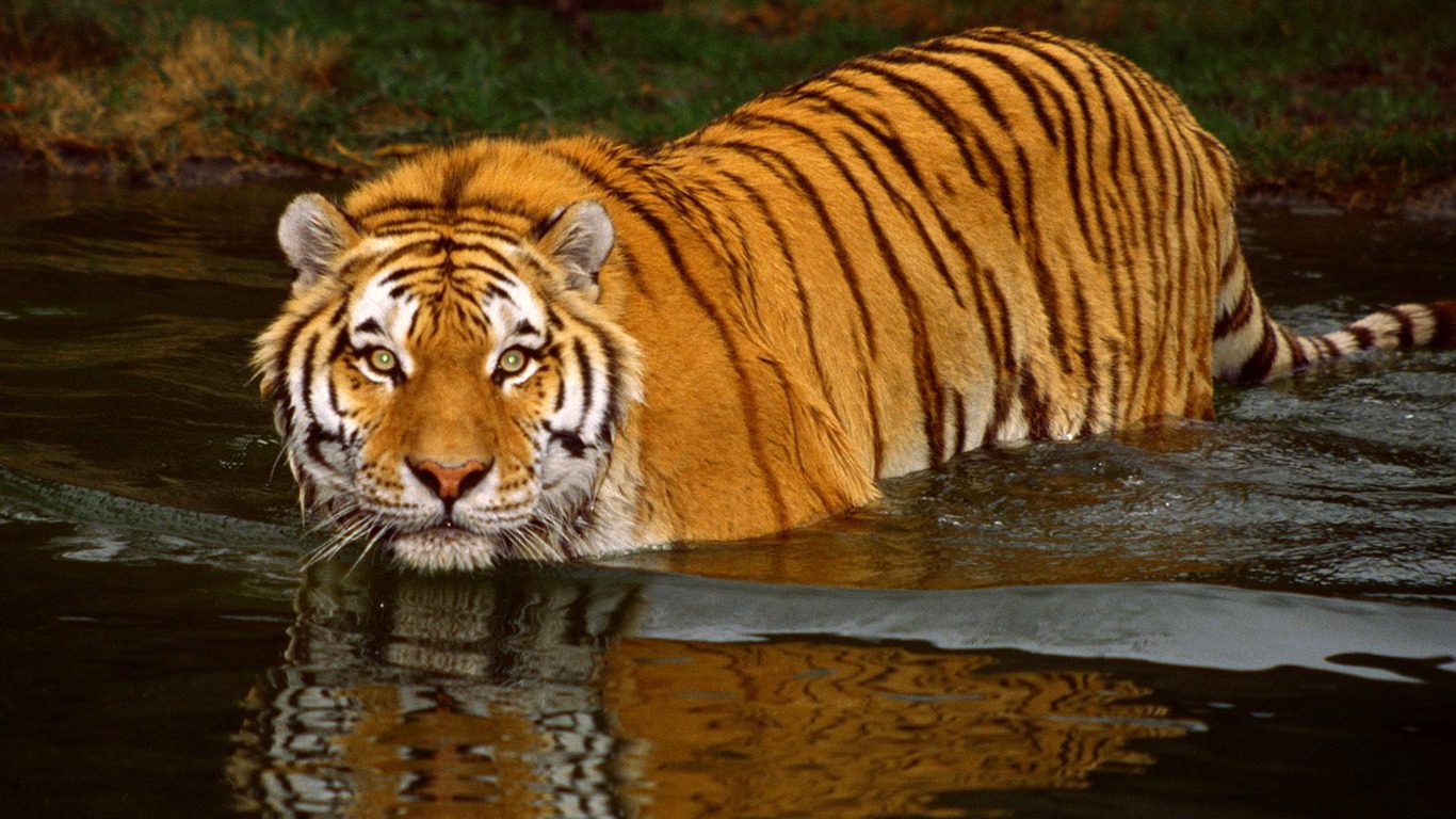 Tiger Foto tapety (3) #17 - 1366x768