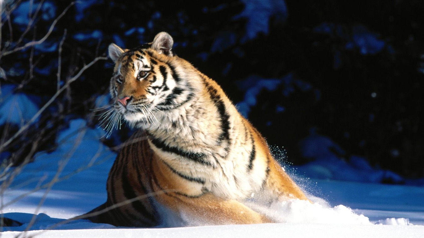 Tiger Foto tapety (3) #19 - 1366x768