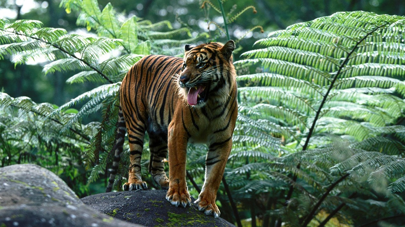 Tiger Foto tapety (3) #20 - 1366x768