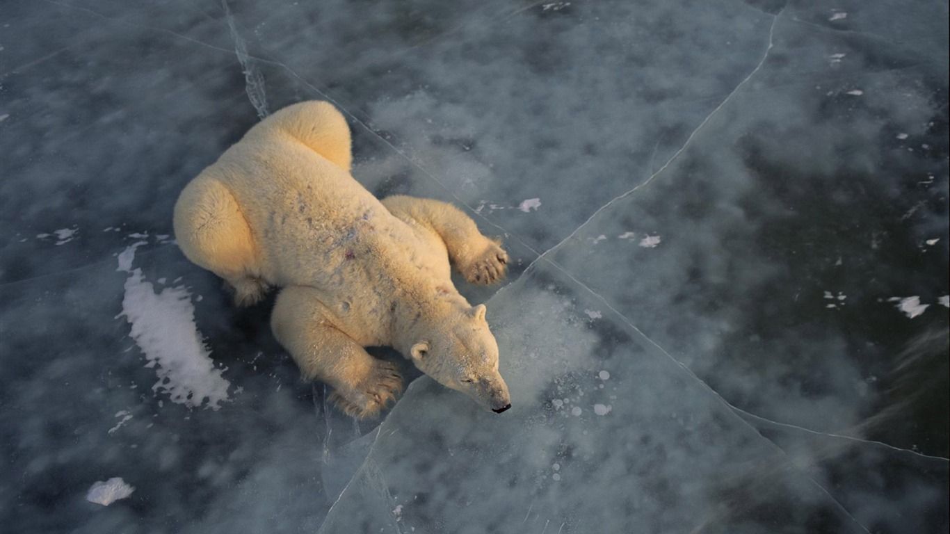 El oso polar Foto Wallpaper #3 - 1366x768