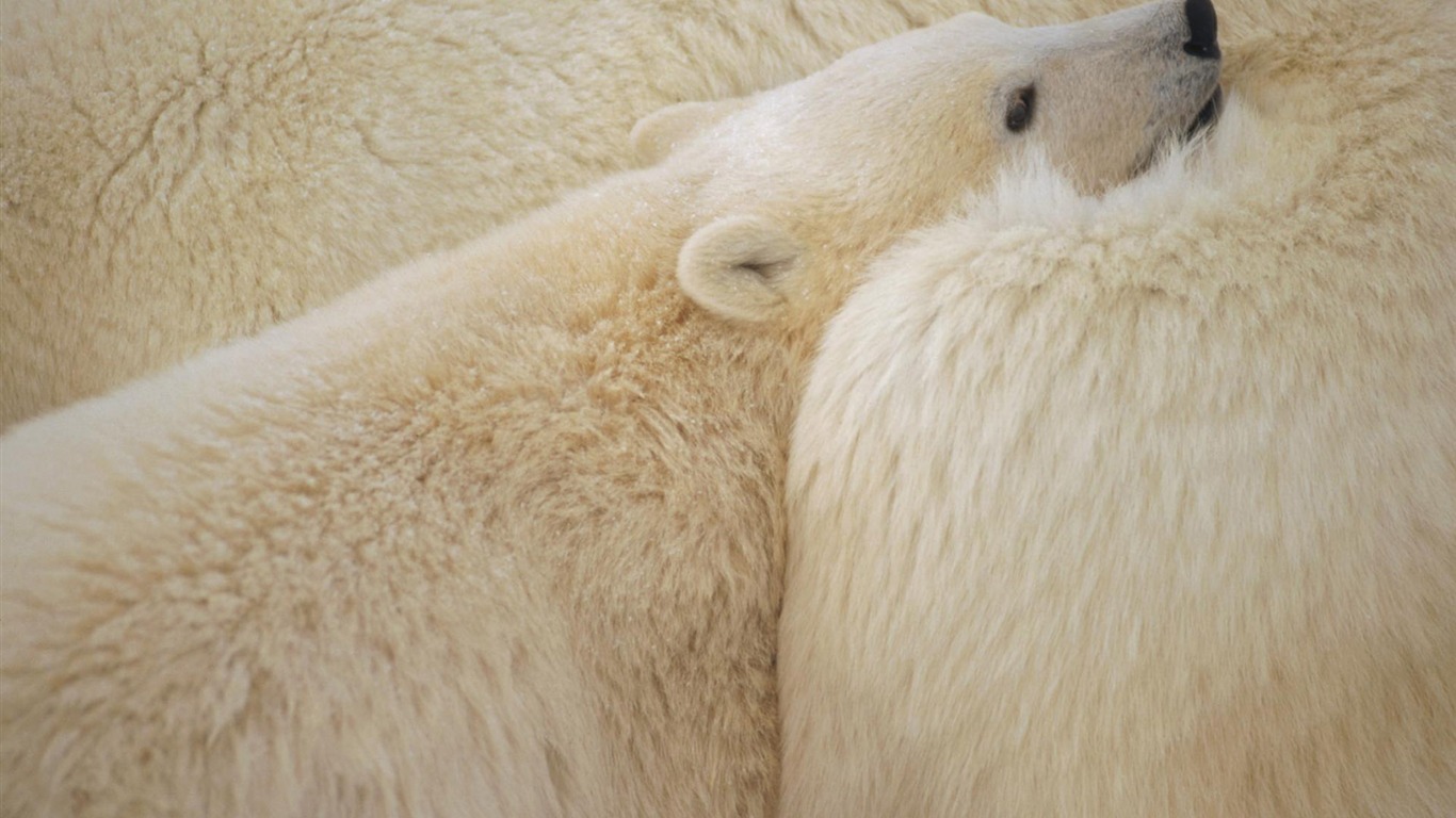 El oso polar Foto Wallpaper #7 - 1366x768