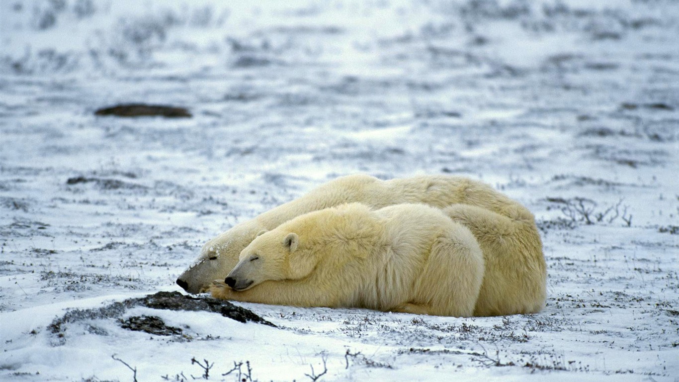 El oso polar Foto Wallpaper #10 - 1366x768