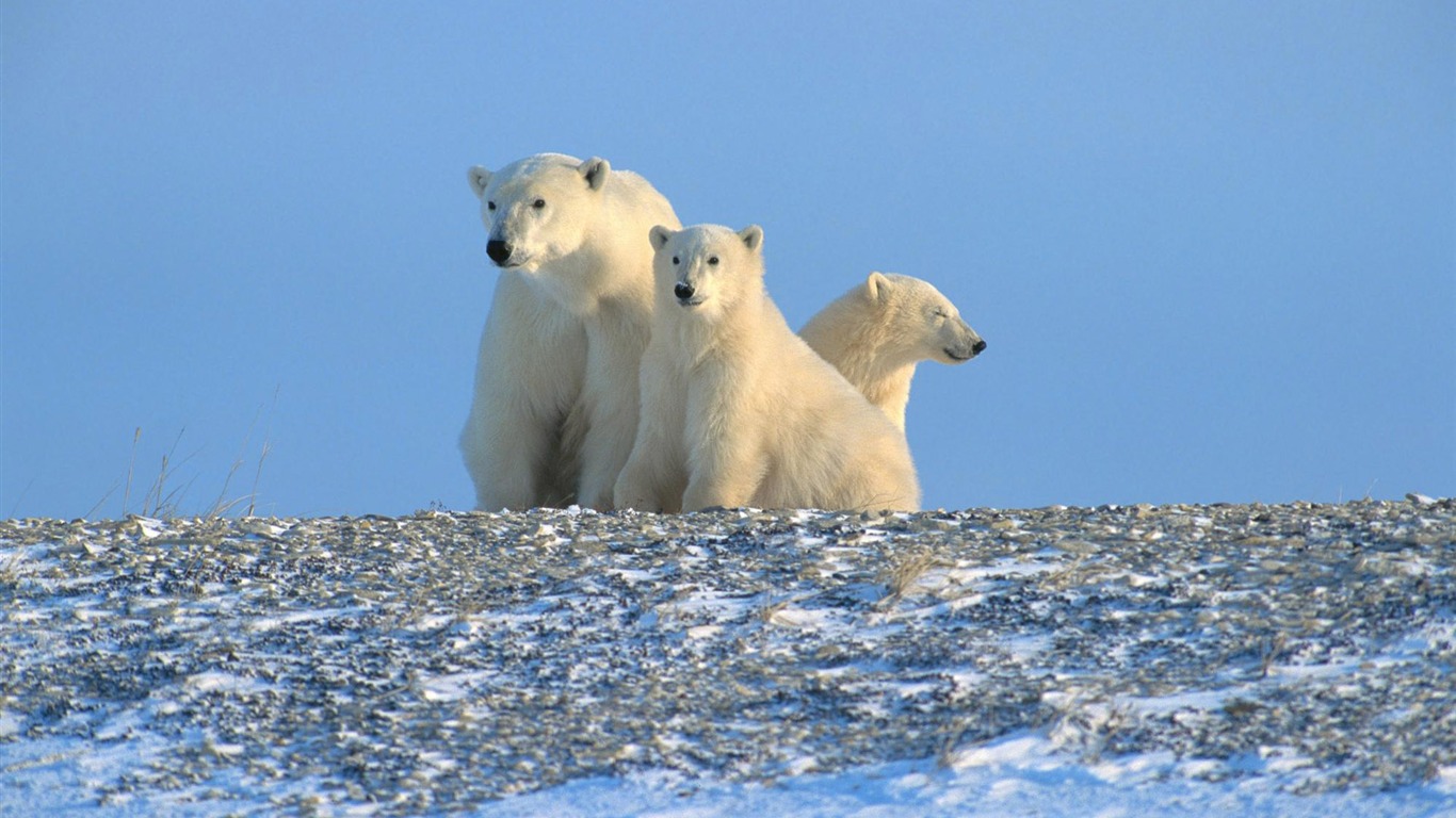 El oso polar Foto Wallpaper #13 - 1366x768