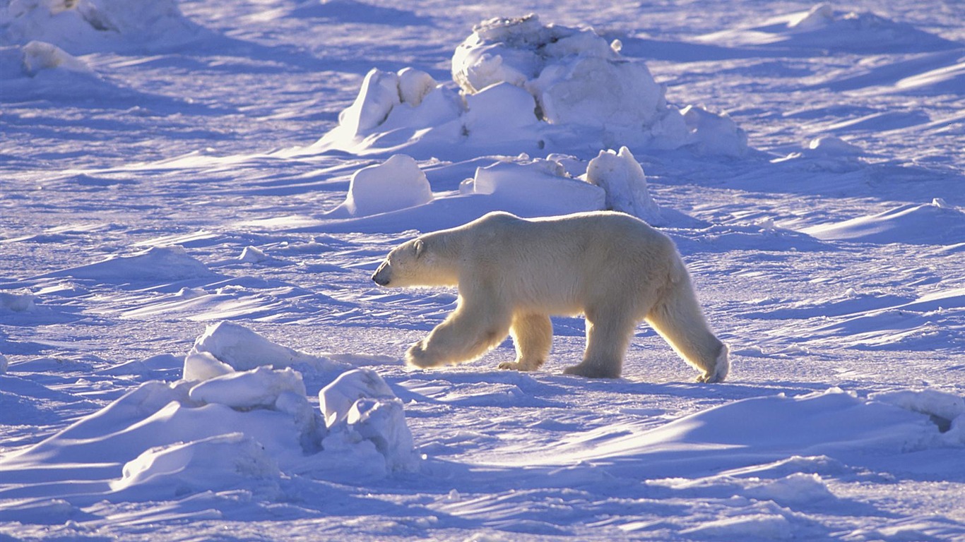 El oso polar Foto Wallpaper #15 - 1366x768