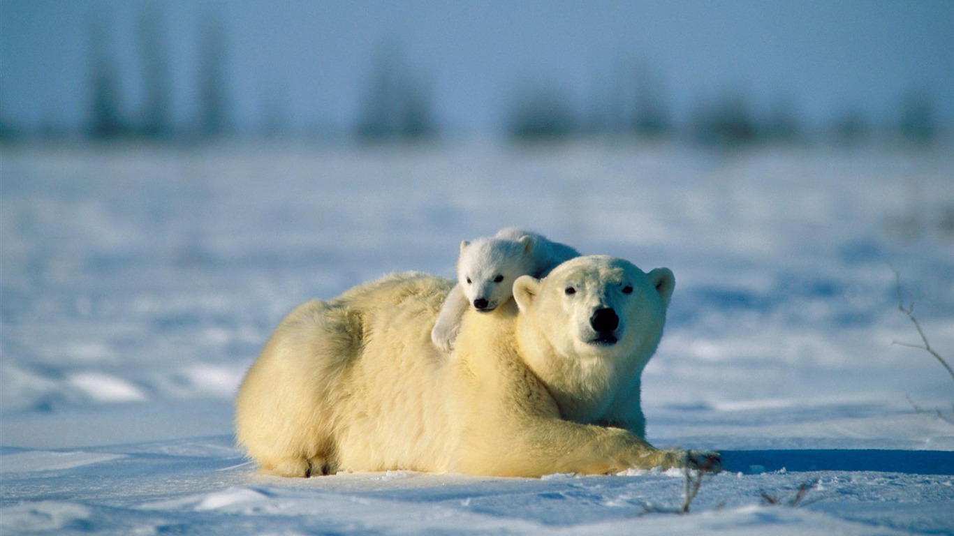 El oso polar Foto Wallpaper #16 - 1366x768