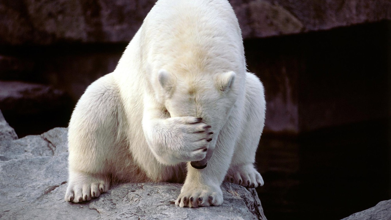 Polar Bear Photo Wallpaper #18 - 1366x768