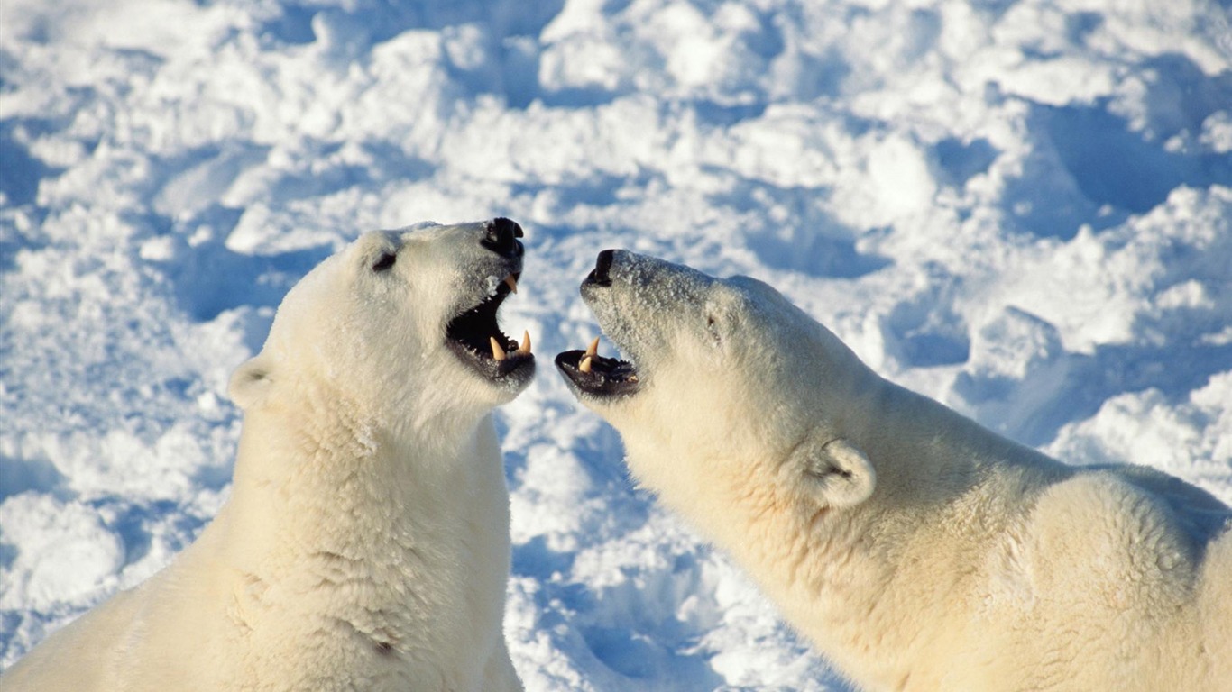 El oso polar Foto Wallpaper #20 - 1366x768