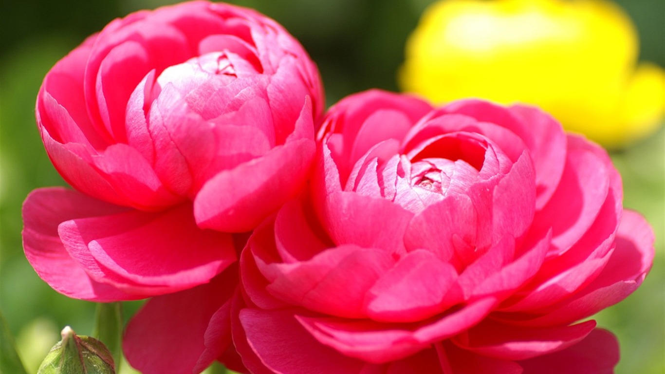 반올림 꽃 시리즈 배경 화면 #1 - 1366x768
