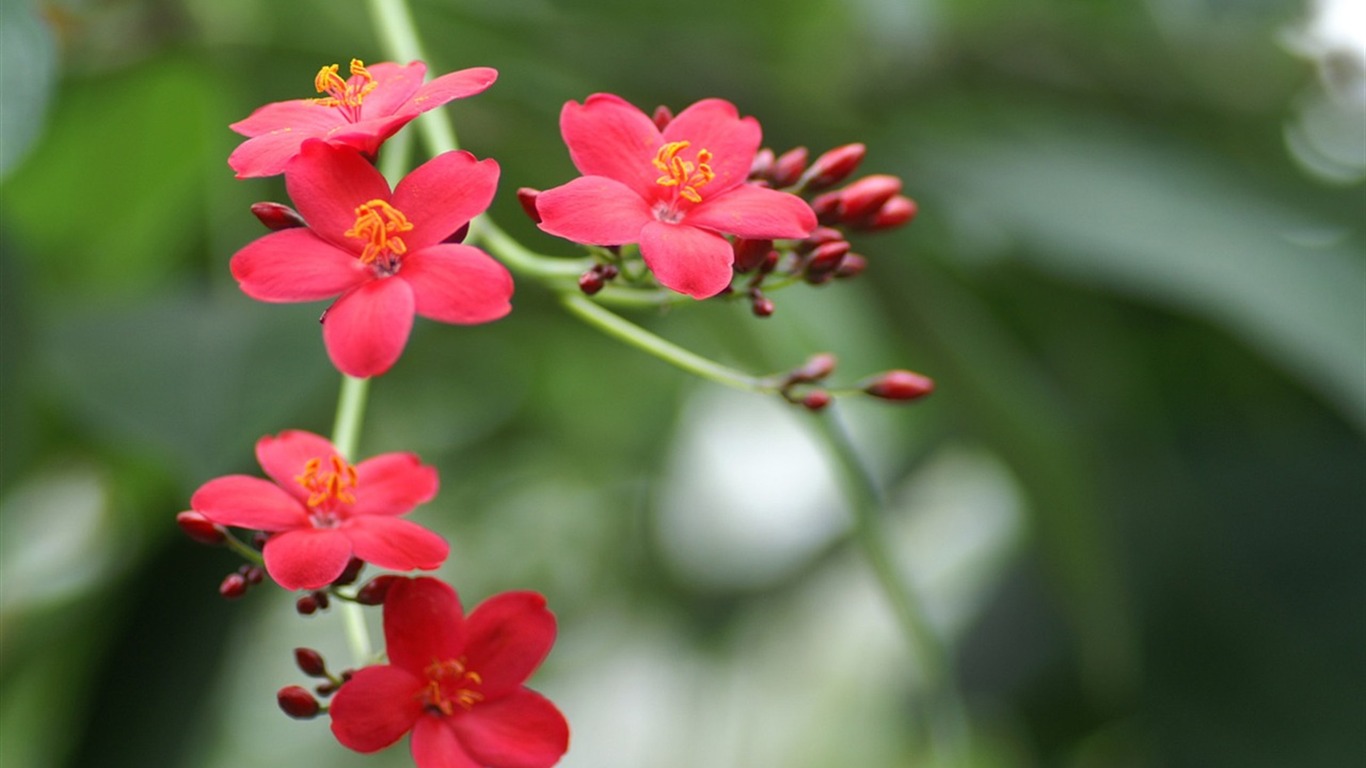 大紅大紫名花系列壁紙 #2 - 1366x768