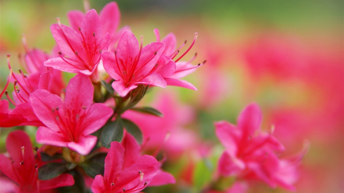 大紅大紫名花系列壁紙 #3 - 1366x768