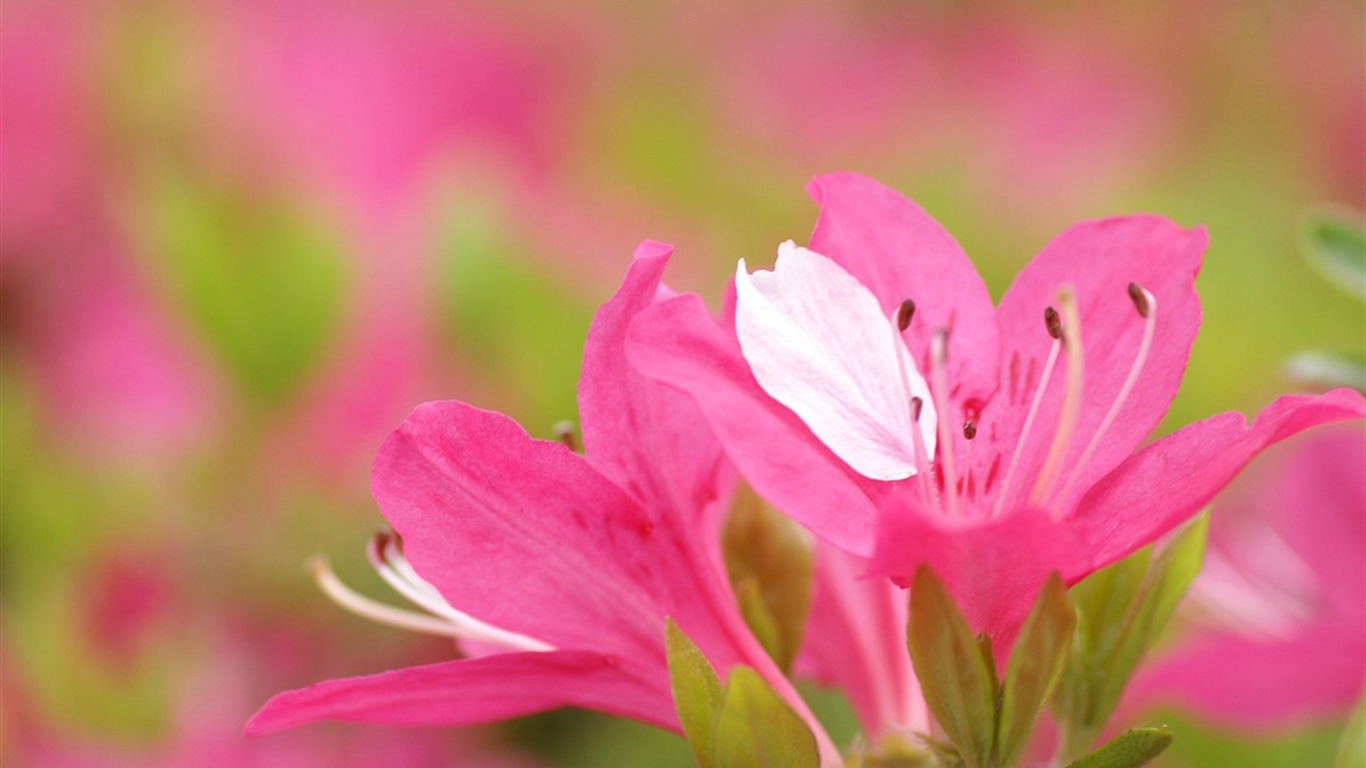 반올림 꽃 시리즈 배경 화면 #4 - 1366x768