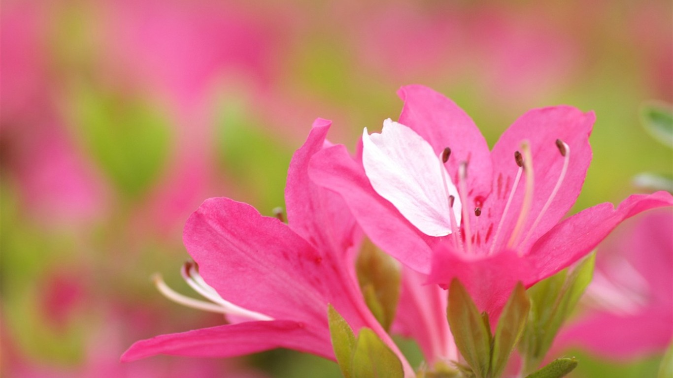 大紅大紫名花系列壁紙 #4 - 1366x768