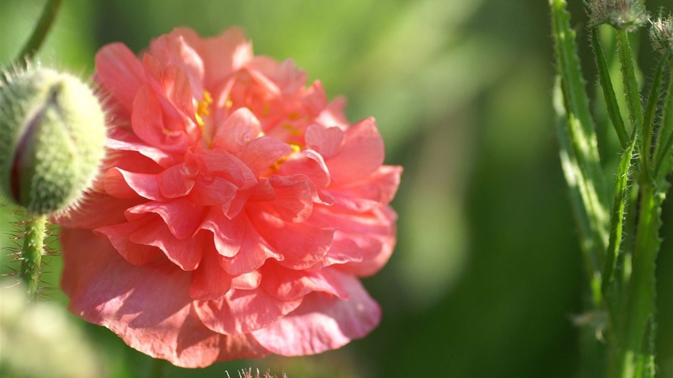 반올림 꽃 시리즈 배경 화면 #10 - 1366x768
