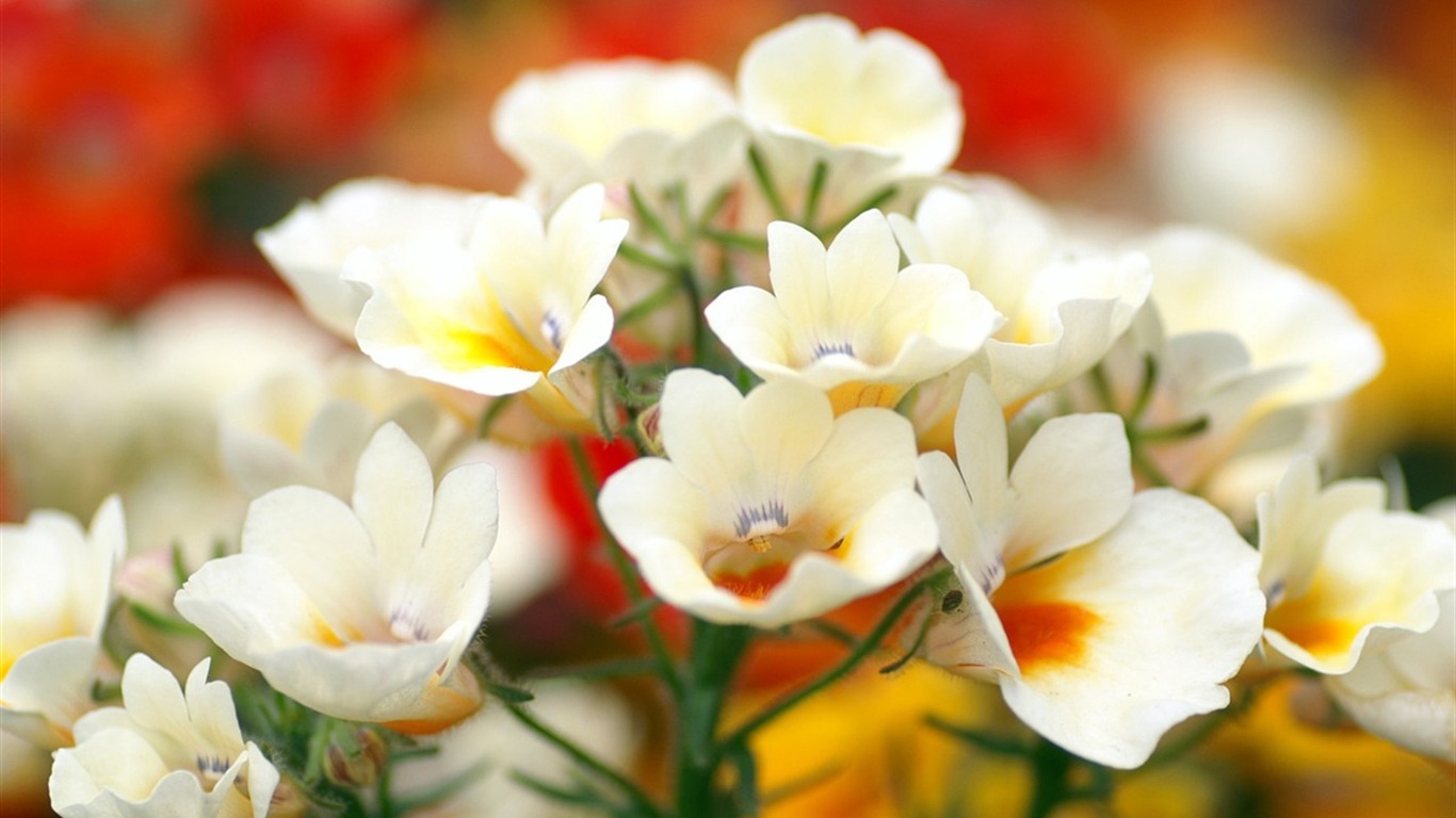반올림 꽃 시리즈 배경 화면 #11 - 1366x768