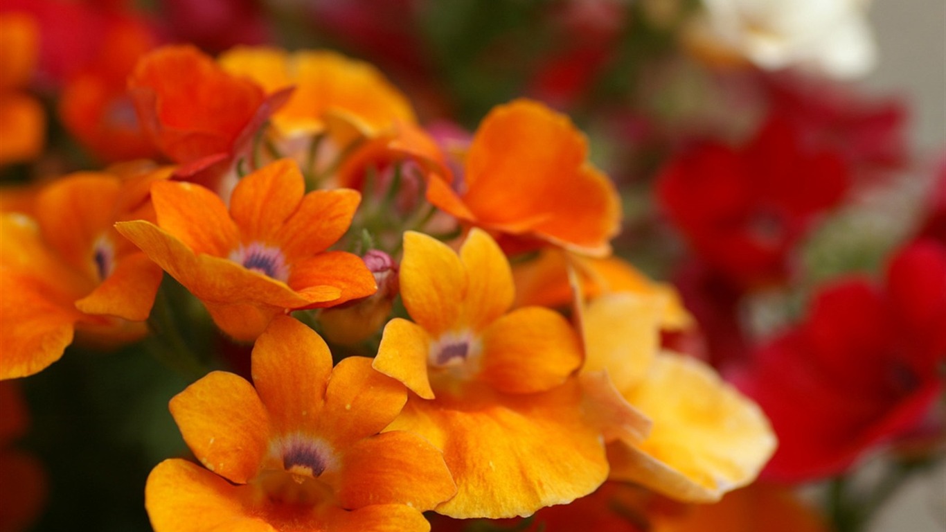 Rondes et papier peint série fleurs #16 - 1366x768